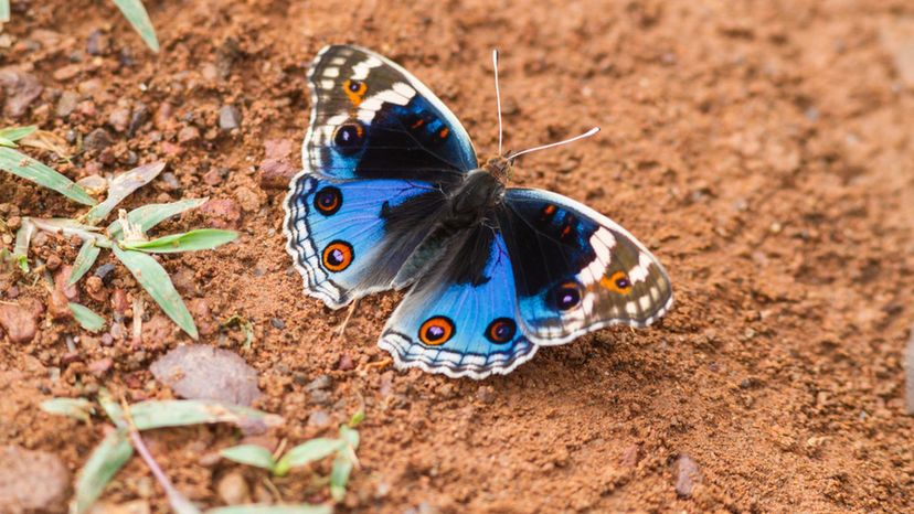 Blue Pansy Butterfly