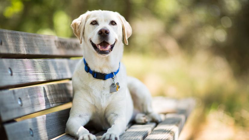 Labrador Retriever