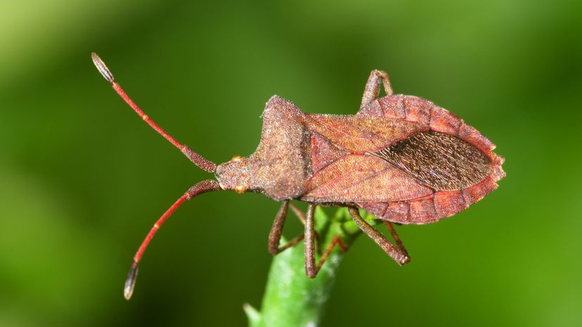 Squash Bug