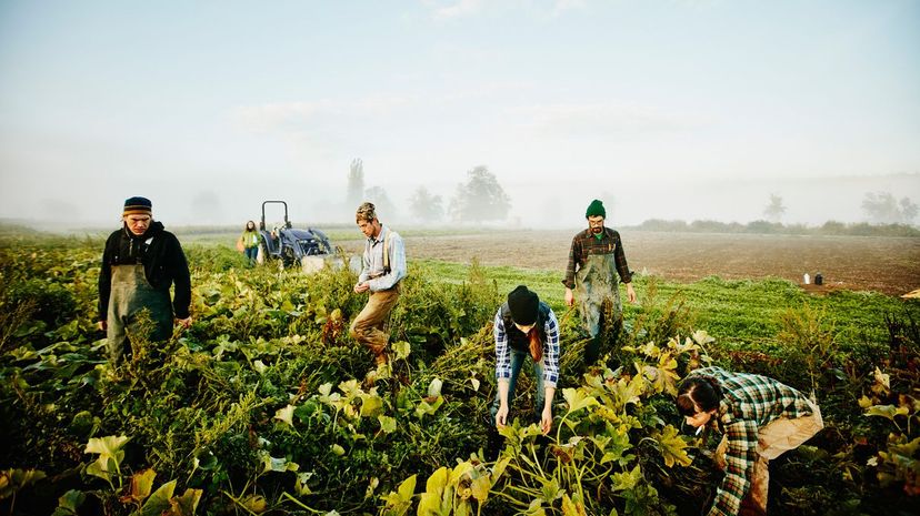 Farmers harvesting