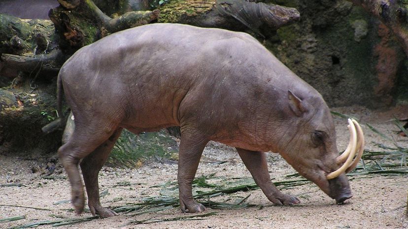 Babirusa