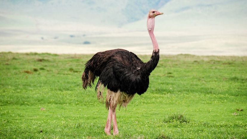 Ostrich