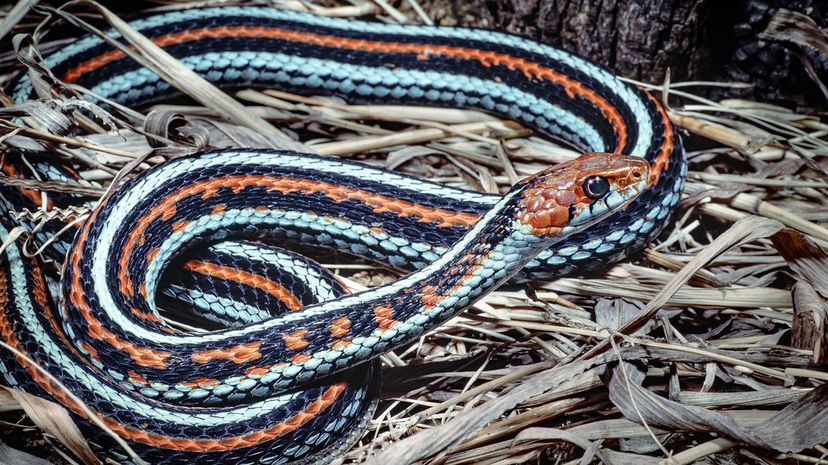 14 San Francisco Garter Snake