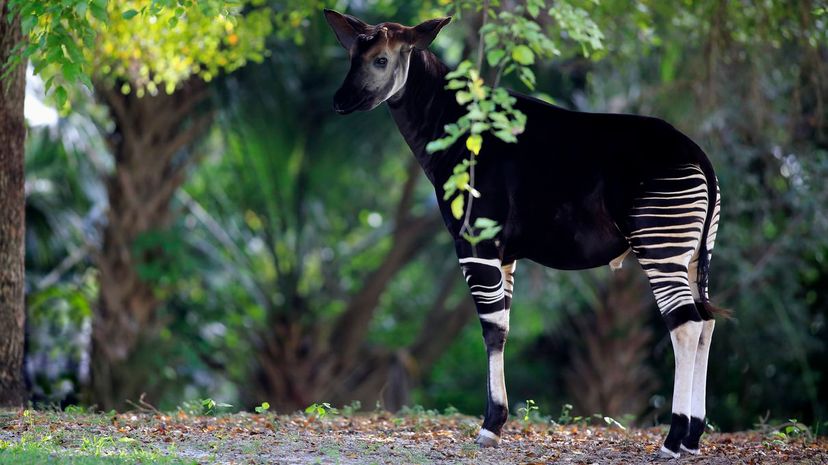 Okapi