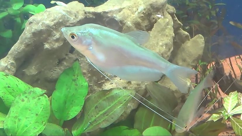 Moonlight Gourami