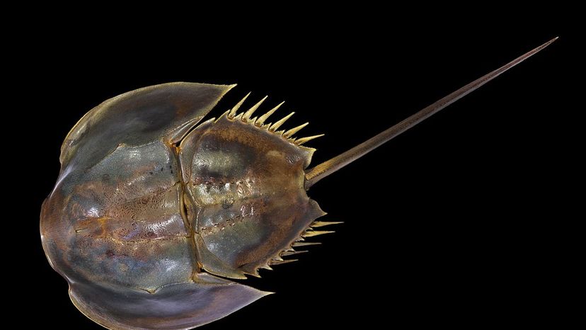 Horseshoe crab