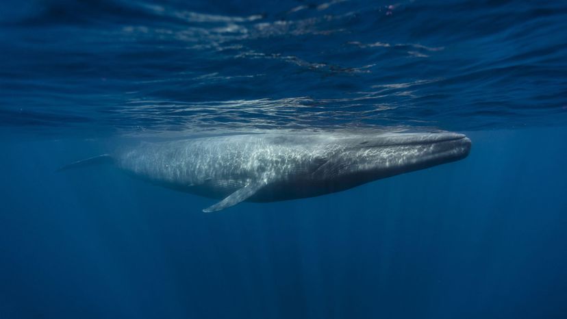 Blue Whale