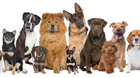 What breed of dog are you?
