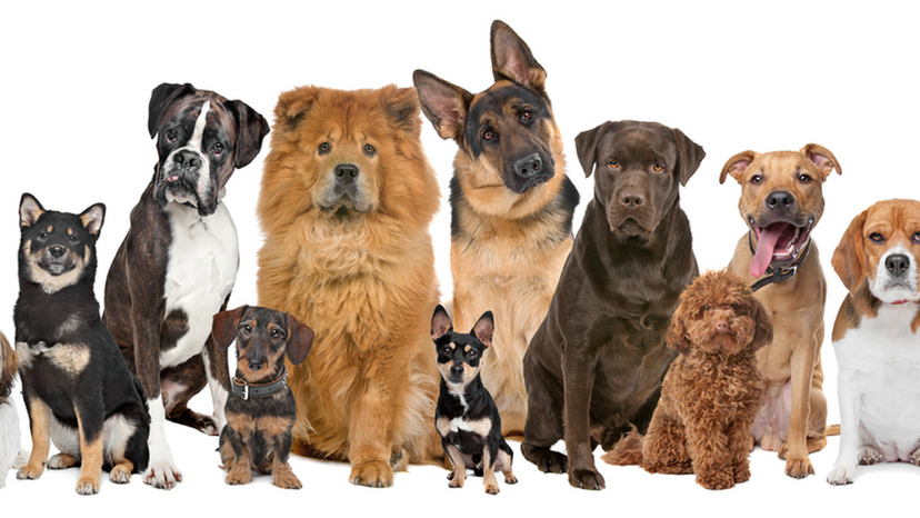 What Breed of Dog Are You?