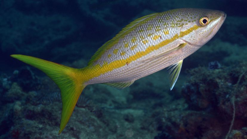 Yellowtail snapper