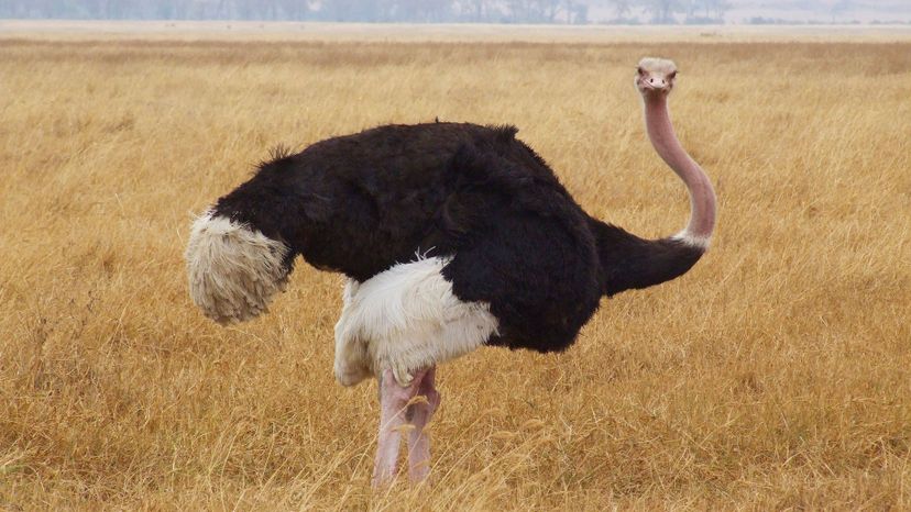 Ostrich