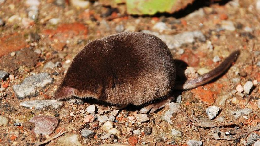 Pygmy Shrew