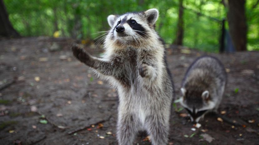 Raccoon