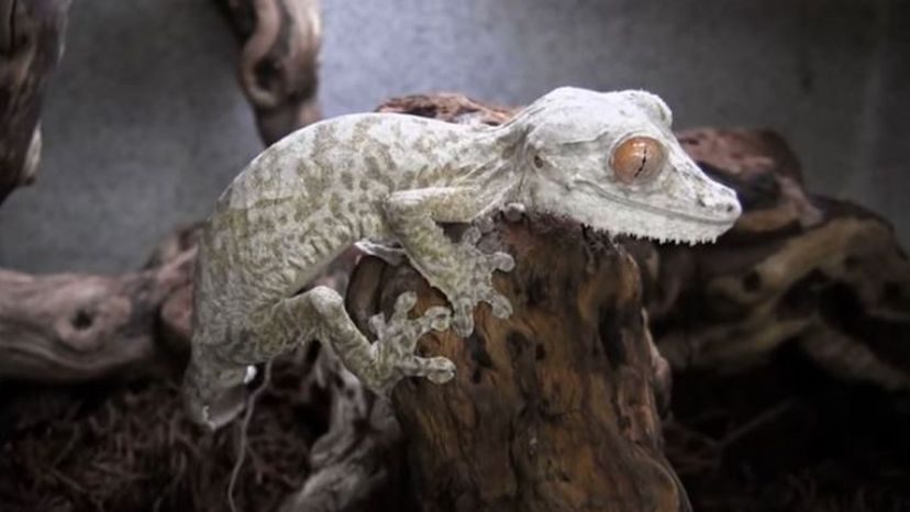 Henkel's Leaftailed Gecko