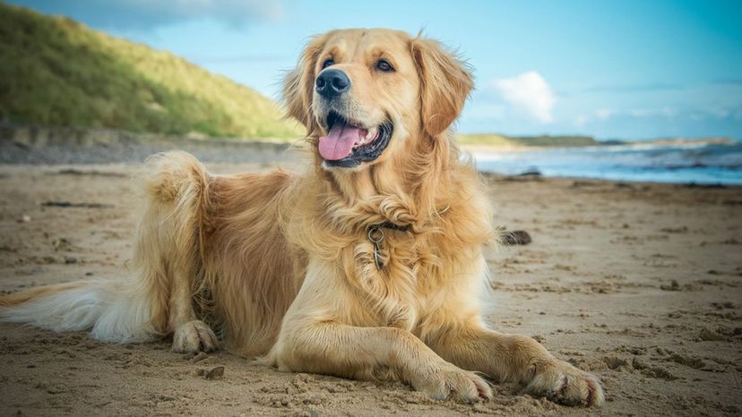 Golden Retriever