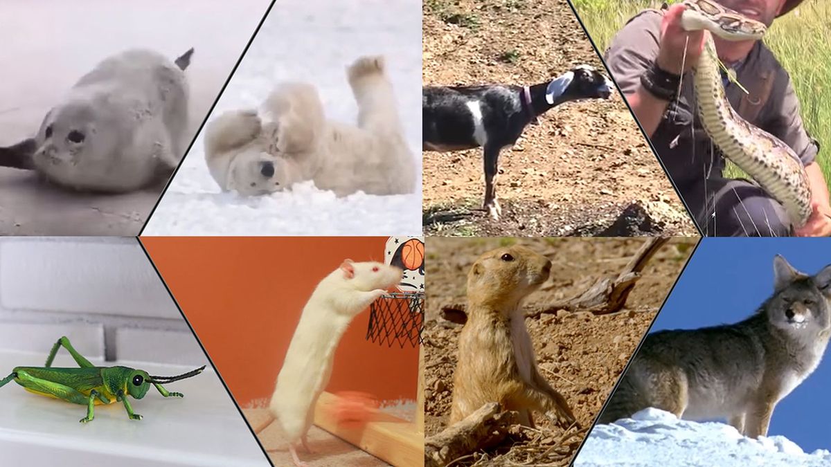 Do You Know Which of These Animals Is the Predator and Which Is the