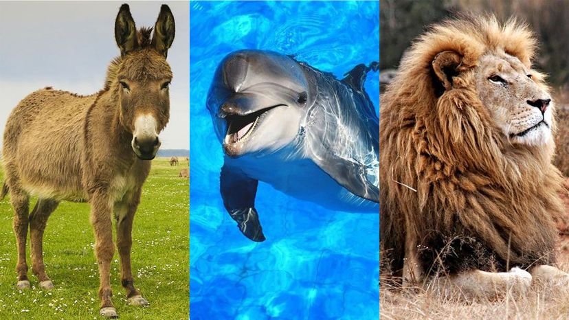 Can You Guess the Gestation Period of These Animals?