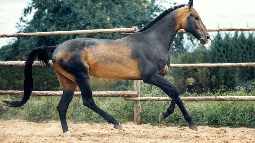 Akhal-Teke