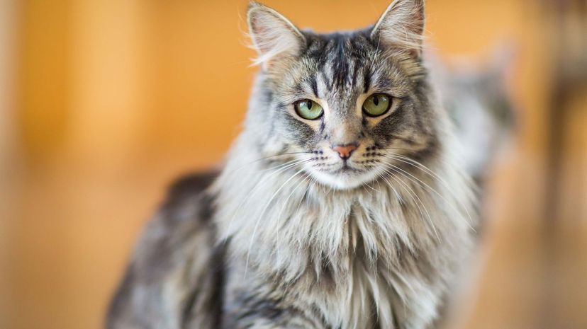 Maine coon