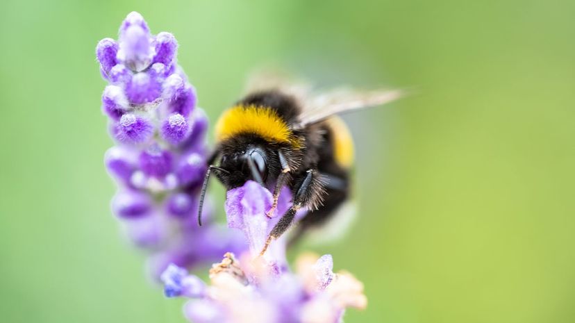 11 Bee on lavender flower