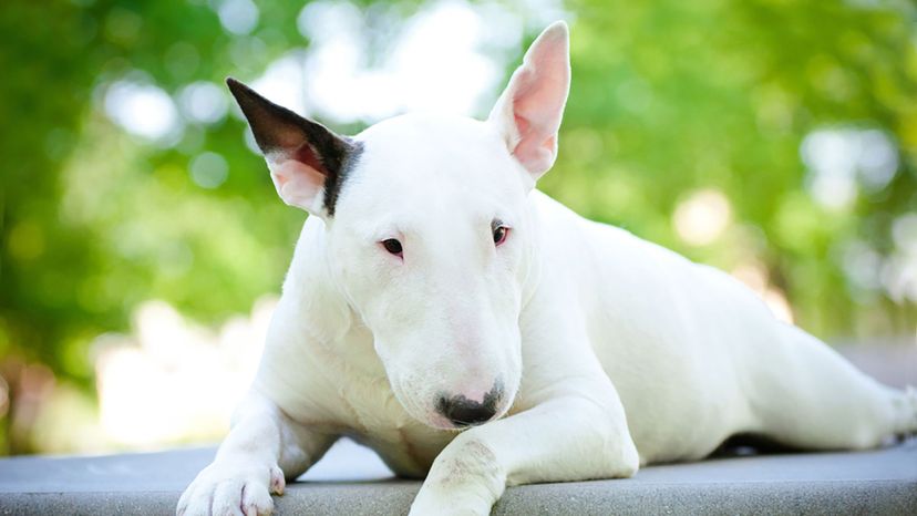 bull terrier