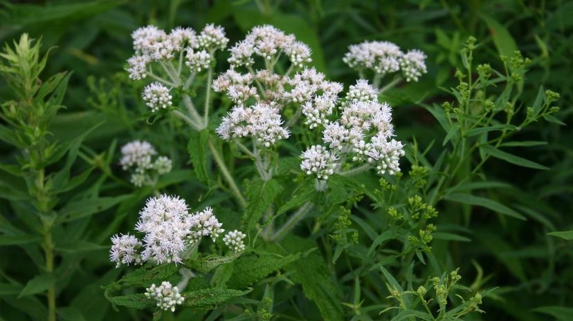 Boneset