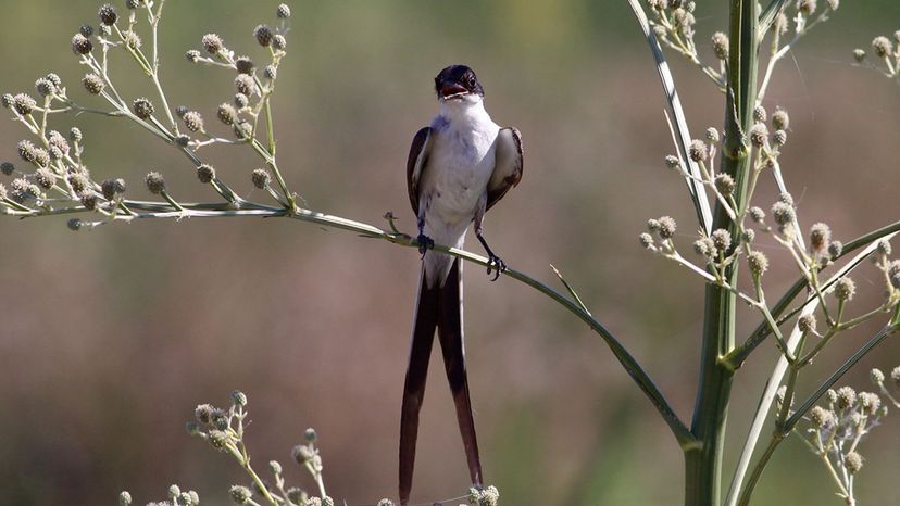 Fork-tailed Flycatcher