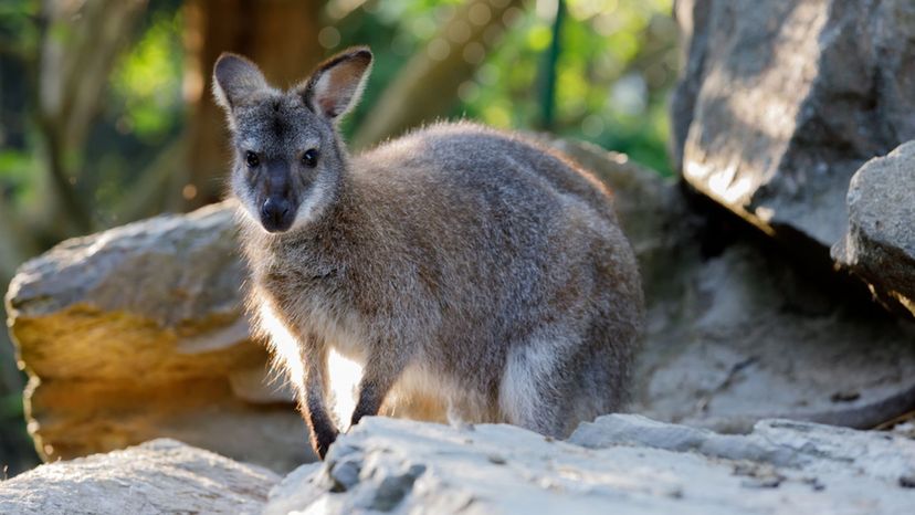 Red-necked wallaby