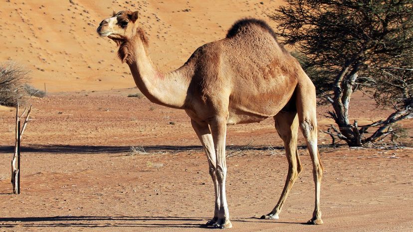 Dromedary camel