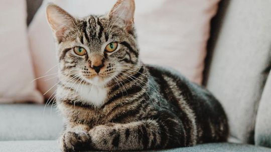从1到10，你的猫有多邪恶?18新利最新登入＂border=