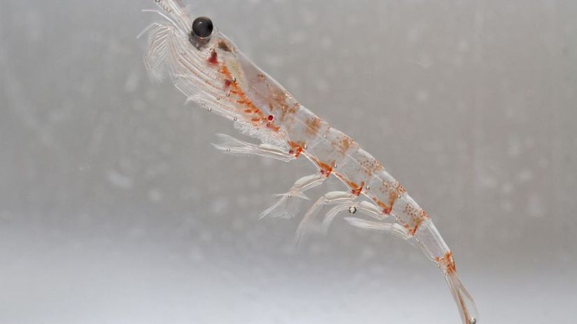 krill