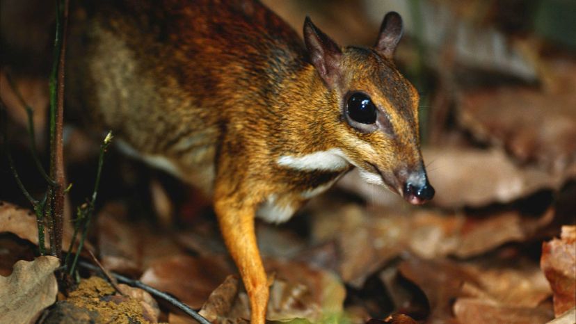 Larger Malay Mouse-Deer