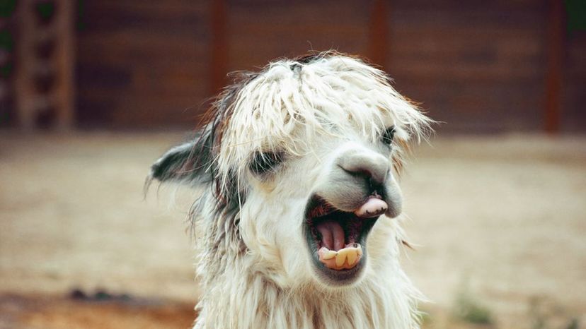 llama