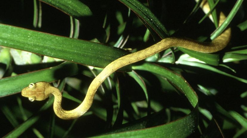 Brown Tree Snake