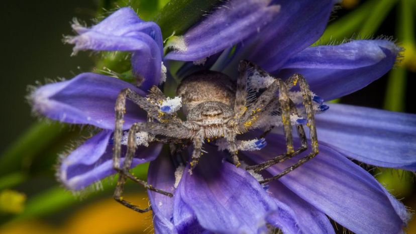 Running Crab Spider