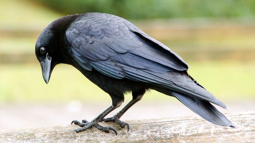 Crow