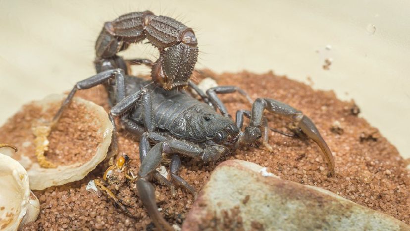 South African Spitting Scorpion