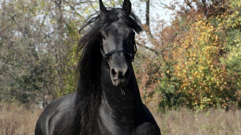 Fresian Stallion