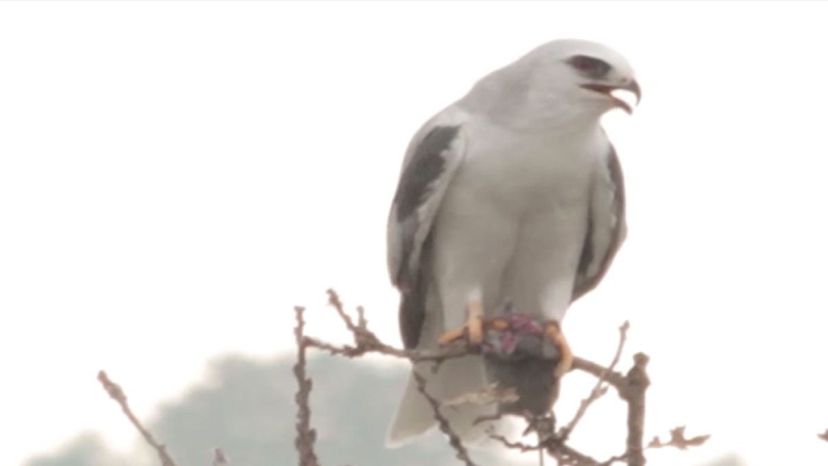 White-Tailed Kite