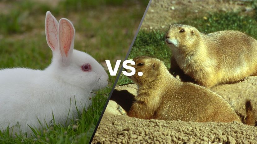 Rabbits vs Prarie Dogs