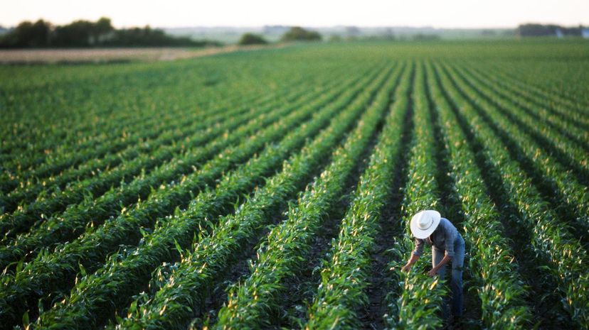 Soybean field