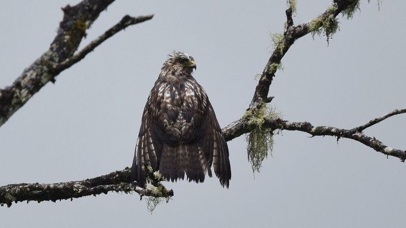 Broad Wined Hawk