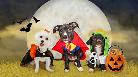 What Should Your Pet Be for Halloween?