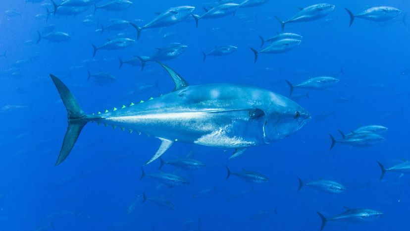 Bluefin tuna