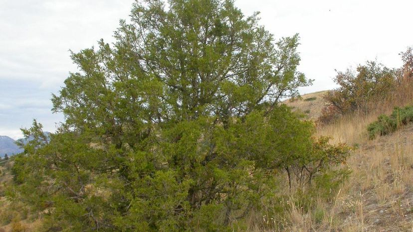 24 Juniperus_scopulorum