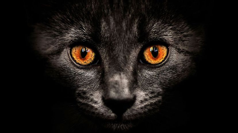 1-Black Cat