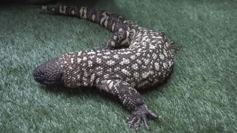 Mexican bearded lizard