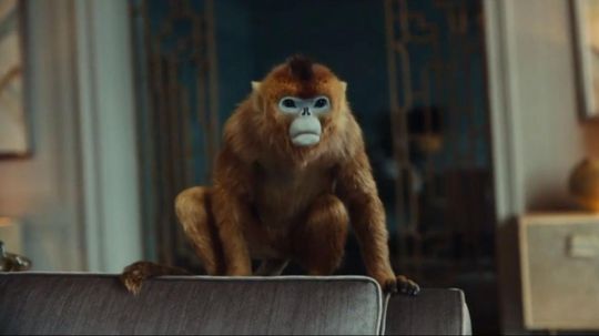 What Would Your "His Dark Materials" Daemon Be?