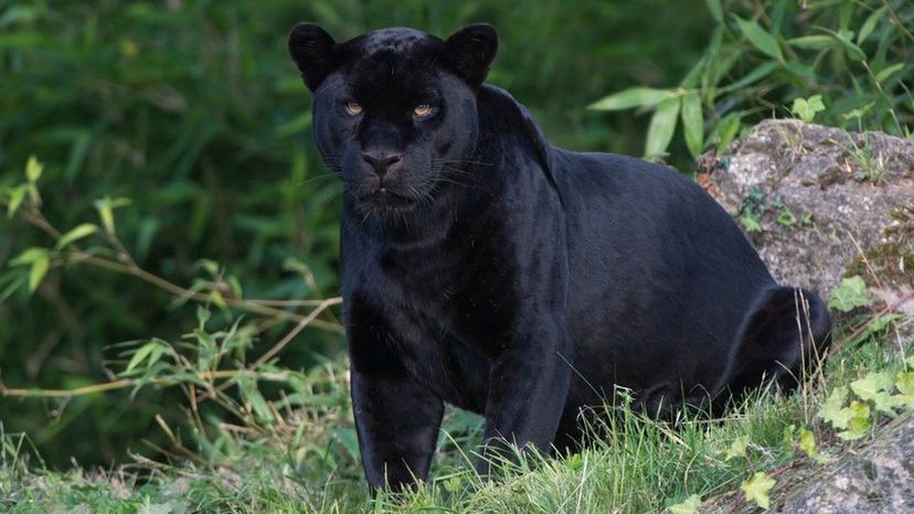 Panther