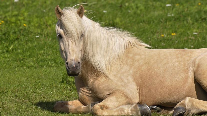 Icelandic Horse